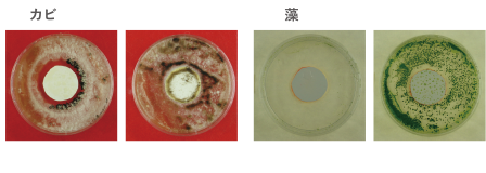 カビ培養４週間後の様子 藻培養４週間後の様子