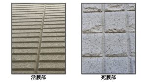 石調塗装 死膜部 活膜部