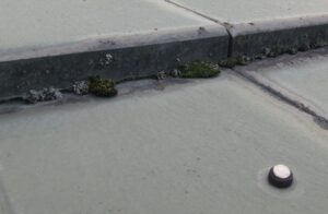 苔の発生
